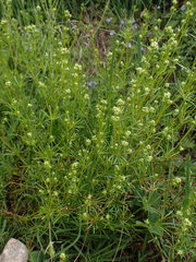 Galium pumilum