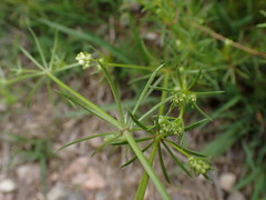 Galium pumilum