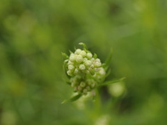 Galium pumilum