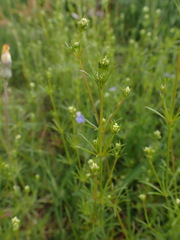 Galium pumilum