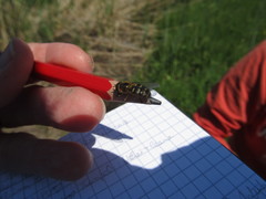 Lapposyrphus lapponicus