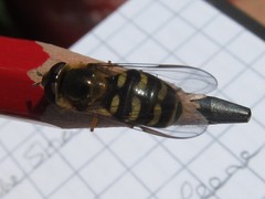 Lapposyrphus lapponicus