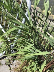 Phragmites australis