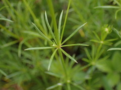 Galium pumilum