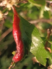 Dysaphis crataegi