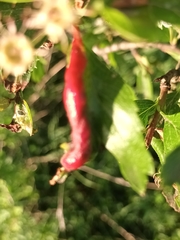 Dysaphis crataegi