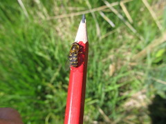 Lapposyrphus lapponicus