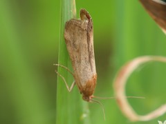 Pterothrixidia rufella