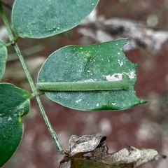 Abaeis deva deva