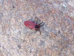 Lycus sanguinipennis