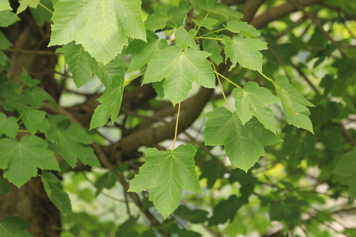 Mazandaran maple (Acer mazandaranicum)