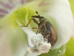 Gymnetron veronicae