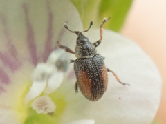 Gymnetron veronicae