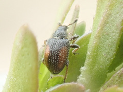 Gymnetron veronicae