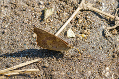 Sevenia morantii