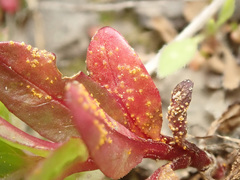 Pucciniastrum epilobii