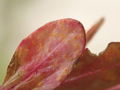 Pucciniastrum epilobii