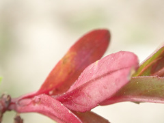 Pucciniastrum epilobii