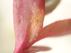 Pucciniastrum epilobii