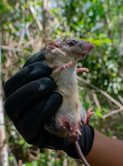 Ototylomys phyllotis