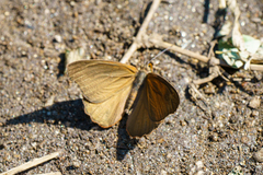Sevenia morantii