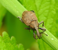 Lepyrus capucinus