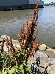 Rumex crispus
