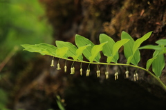 Polygonatum orientale