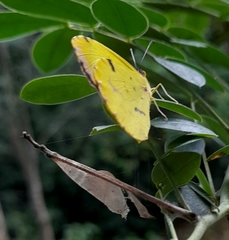 Abaeis deva deva