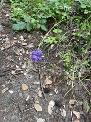 Dichelostemma congestum