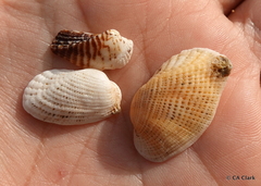 Acar plicata
