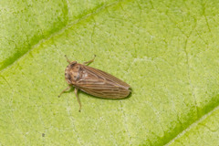 Agallia quadripunctata