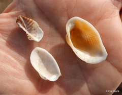 Acar plicata
