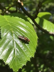Hammerschmidtia