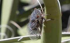 Hadoa chiricahua