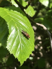 Hammerschmidtia