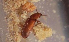Tribolium castaneum