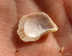Isognomon perna