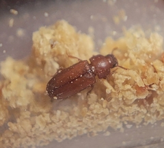 Tribolium castaneum