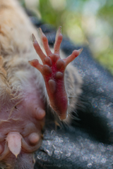 Ototylomys phyllotis