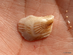 Isognomon perna