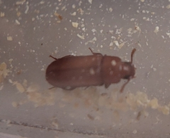 Tribolium castaneum