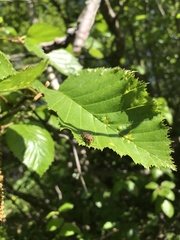 Hammerschmidtia