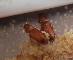 Tribolium castaneum