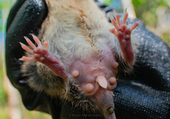 Ototylomys phyllotis