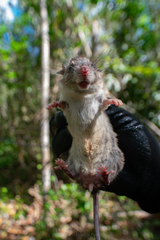 Ototylomys phyllotis