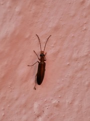 Oedemerinae