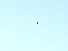 Aeronautes andecolus