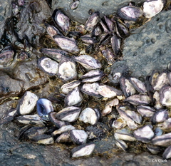 Isognomon californicus