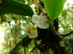 Rodriguezia lehmannii